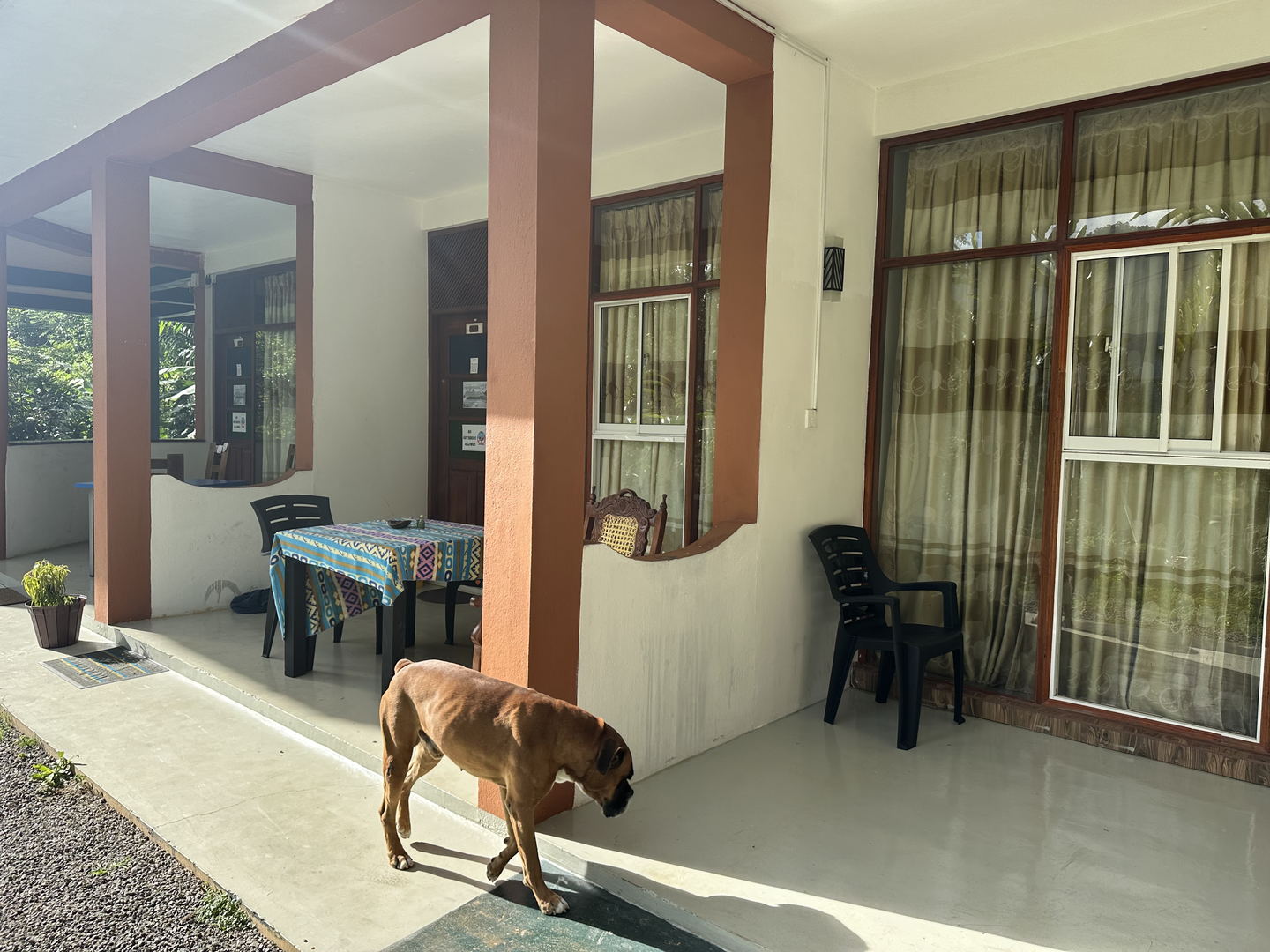 A dog standing on the covered deck outside the building, beside a table and chairs.