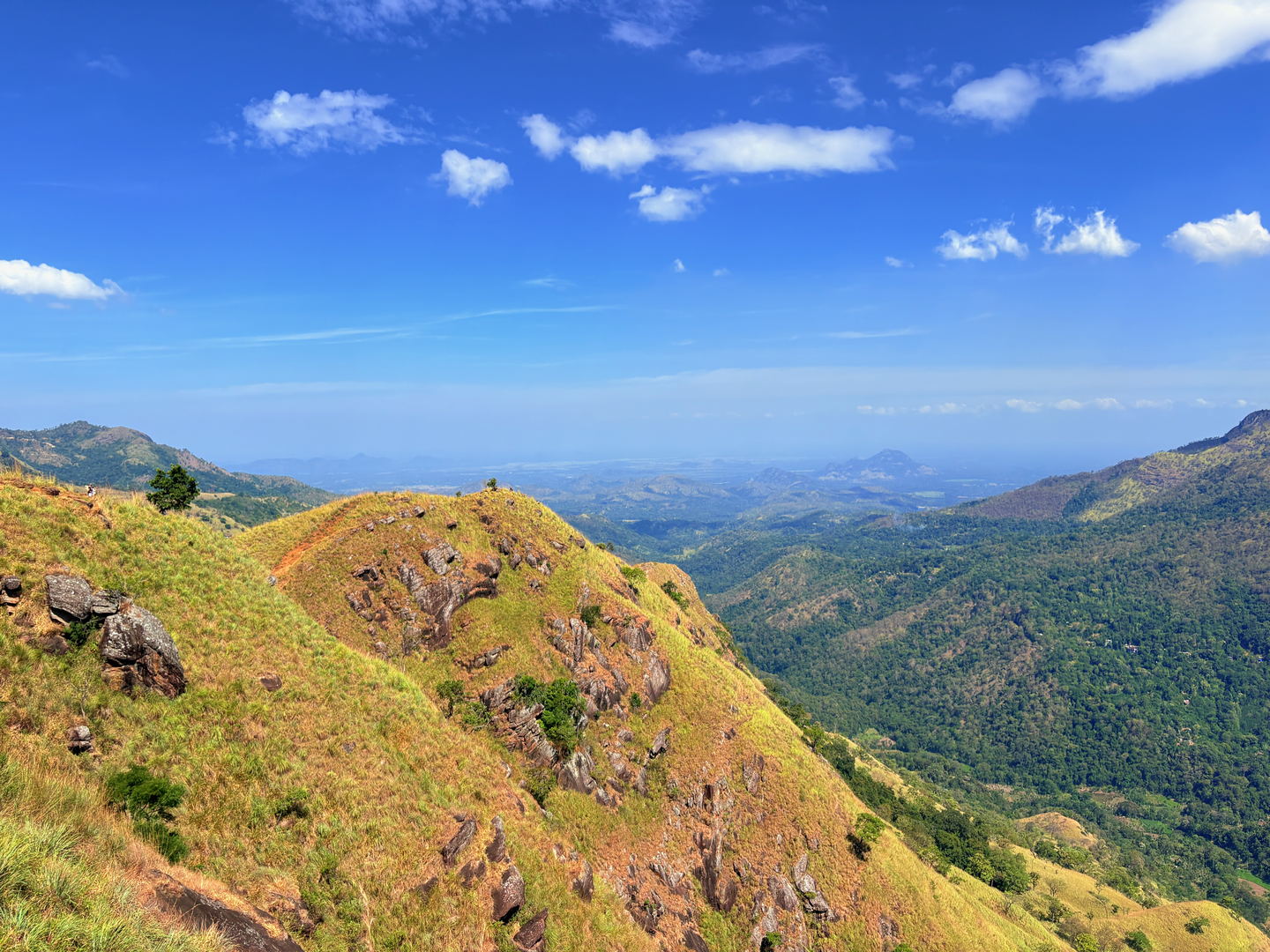 A ridge line seen from above, tea and scrub falling away on both sides into a wooded valley.