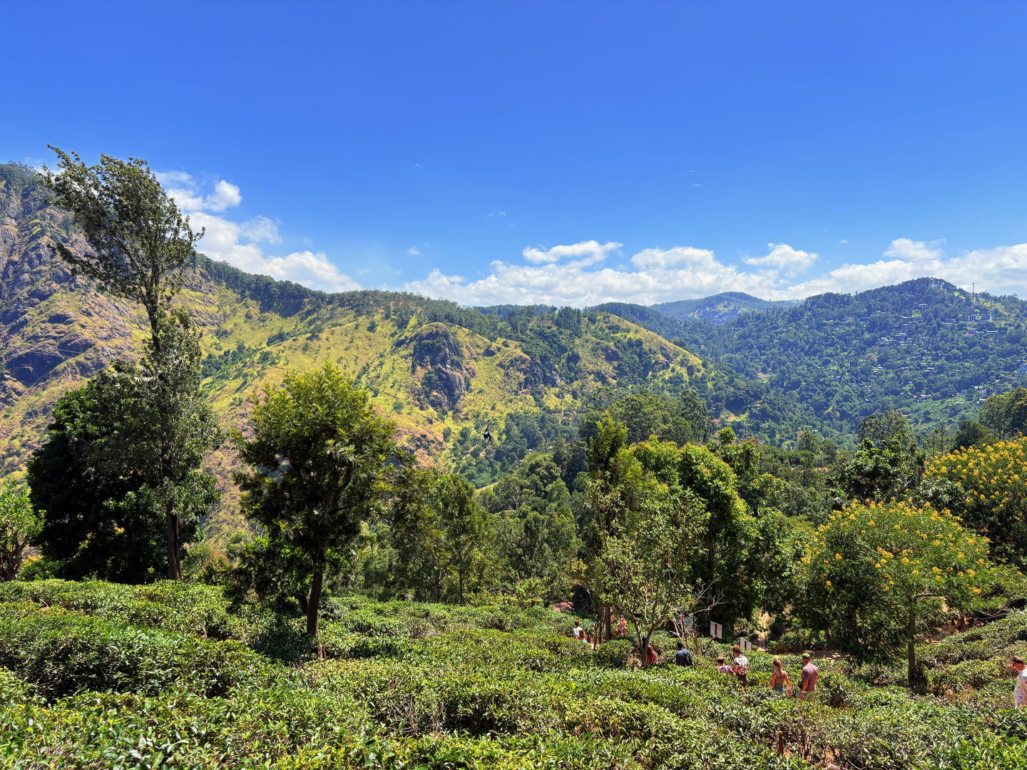 Clipped tea bushes running in rows to a treeline, with mountains behind them.