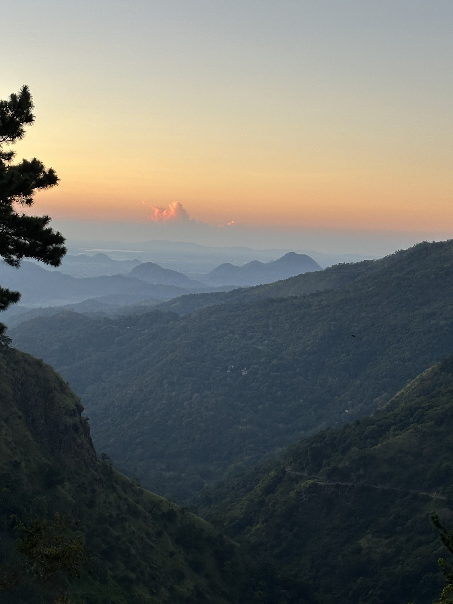 First light over the valley: ranges of hills in layers of haze, one lit cloud low over the plain, and a pine branch in the foreground.